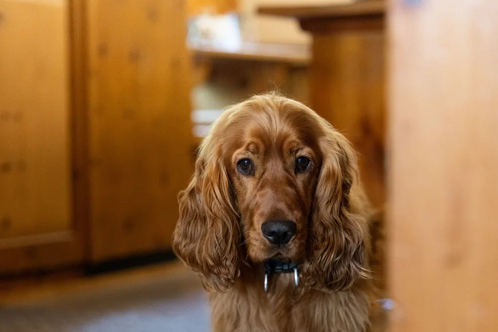 Ein Cockerspaniel in der Tür der Lodge.
