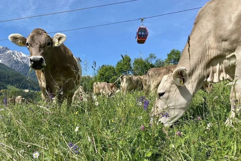 Cows grazing in a flowering mountain meadow, with a red gondola above them.