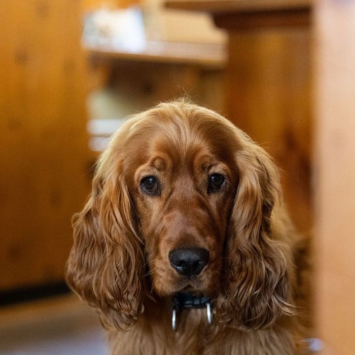 Tommy, der Englische Cocker Spaniel, schaut direkt in die Kamera.