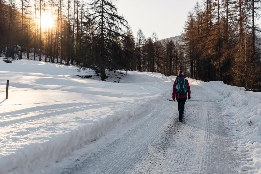 A walker on a snowy track through the larch forest, in the low sun.