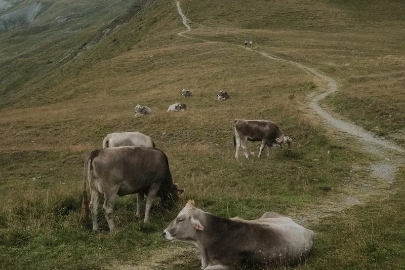 Koeien grazen op een alpenweide langs een pad, met de bergen erachter.